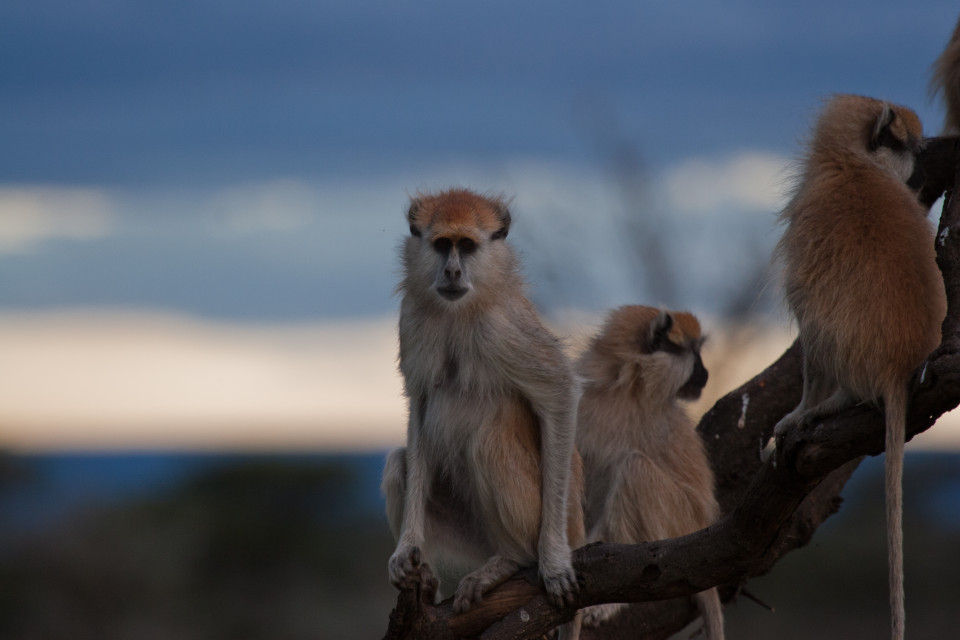 Patas Monkey