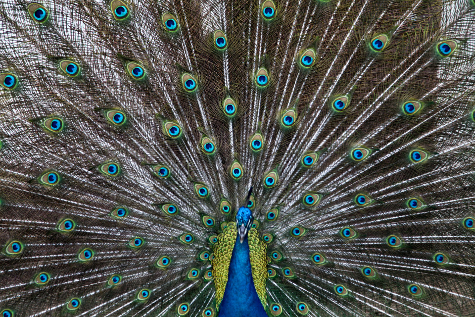 Peacock